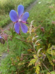 IMG_20250828_161243.thumb.jpg.2b0732419b4db524e459561d161a2457.jpg