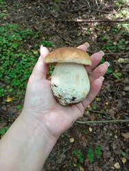 IMG_20250831_095932.thumb.jpg.6c471c1fe980a4cc21a403413864ffa6.jpg