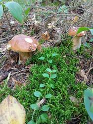 IMG_20250831_112623.thumb.jpg.d3baf27e30e856f66dbf51886583074f.jpg