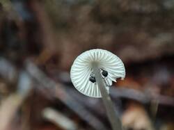 IMG_20250831_145651.thumb.jpg.efd540970bbb3611380a2ad9818c63a1.jpg
