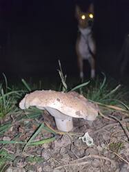 IMG_20250902_001435.thumb.jpg.822405cd1aee8bd632fe1f7291a00653.jpg