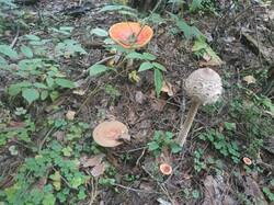 IMG_20250902_073439_515.jpg