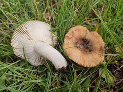 IMG_20250902_133735.thumb.jpg.4f8490287036bee671b3f65f5b796318.jpg