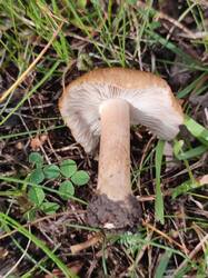 IMG_20250903_143508.thumb.jpg.67080a7f41df001dc207eabf184fe9b8.jpg