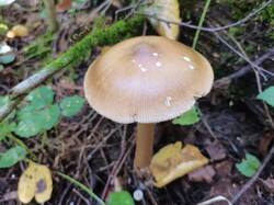 IMG_20250904_103056.thumb.jpg.477ab093fae42a7c27f21ab999085790.jpg