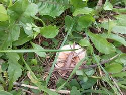 IMG_20250904_173010.thumb.jpg.7a046d1af588e4d988ba1efad2b7e76a.jpg