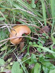 IMG_20250904_173647.thumb.jpg.1645a2edcb858bf062bf49550ac8b129.jpg