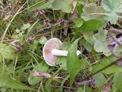 IMG_20250904_174255.thumb.jpg.edff34cc8eca17ad87e615241eee93b7.jpg
