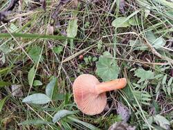 IMG_20250904_174500.thumb.jpg.309732b1c5a6d66c4c50fa70b3d538cb.jpg