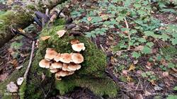 IMG_20250905_085249.thumb.jpg.5cf6fde2435d6ac6d65c57da5d01fbcf.jpg