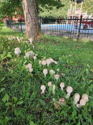 IMG_20250905_112420.thumb.jpg.54ee0e7fa8777b04ccd4f56f8633160a.jpg