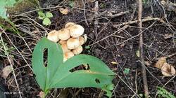 IMG_20250905_123916.thumb.jpg.c4549abb1332714755f7d768fbc524b7.jpg