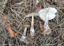 IMG_20250906_065552.thumb.jpg.d808dce4d3da99aaf65ba7101529a0eb.jpg