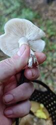 IMG_20250910_081135.thumb.jpg.f8a028b4ee27a892a56469c52f31d53d.jpg