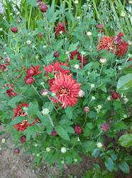 IMG_20250910_174031.thumb.jpg.9ec677fdb5680df5b9154fd05f4ae31c.jpg