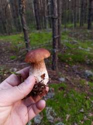IMG_20250911_061823_911.thumb.jpg.685f2690e5a7b36a2f43ede09cd3aecf.jpg