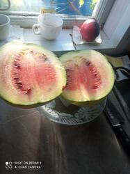 IMG_20250911_073030.thumb.jpg.78cc4bac00884b23eef454bcec6dccf9.jpg