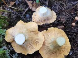IMG_20250911_122442.thumb.jpg.f67651b16b87e3f8f1e9a7eb8fa05785.jpg