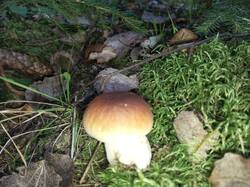 IMG_20250912_072447_815.thumb.jpg.382cb53ed1696f76c48670652d0c46e5.jpg