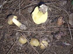 IMG_20250913_081443_927.thumb.jpg.ca96fe77a351690b1969397b2a974911.jpg