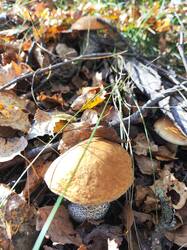 IMG_20250913_101116.thumb.jpg.e5f4ea256fecc5ddb8ec36a6c37d250a.jpg