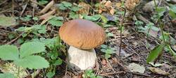 IMG_20250913_122806.thumb.jpg.5f16b06902e4b469c37fbb5520e8e8a7.jpg