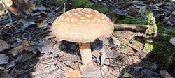 IMG_20250913_131852.thumb.jpg.3be01ee4bbb941ad5246e38c0bb07899.jpg