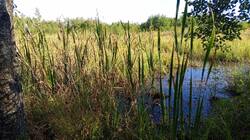 IMG_20250913_154929_169.thumb.jpg.0903e4a36ddb4781b97894d00b0e627c.jpg