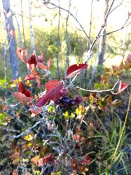 IMG_20250913_155514_879.thumb.jpg.f84772f436795c8c6c67f2ff7f8ea068.jpg