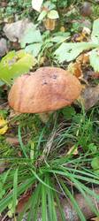 IMG_20250914_062939_033.thumb.jpg.da0687f49193ca5c4e4d2c3d780efb95.jpg