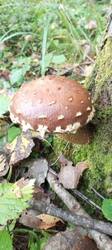 IMG_20250914_062947_766.thumb.jpg.f8b13a73048fd8c16f7db4508e631ca7.jpg