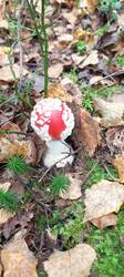 IMG_20250914_080155_991.thumb.jpg.57cb8ee34417c078ff67b2a911110360.jpg