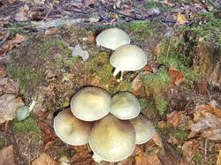 IMG_20250914_085456_193.thumb.jpg.6598a8f93b5e5833c1eedc54ade94357.jpg