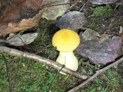 IMG_20250914_101849_860.thumb.jpg.d482cbba9a8ad6fae54454e710287f53.jpg