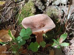 IMG_20250914_133805_440.jpg