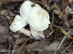 IMG_20250914_135700_245.jpg