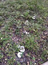 IMG_20250914_165613_610.jpg