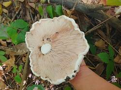 IMG_20250916_102245_254.thumb.jpg.9056f118c08e43359d1bea25dbe3b8cc.jpg