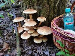 IMG_20250916_121304.thumb.jpg.a98b76c8b79e2306f4797f66800ea4cd.jpg