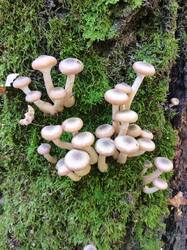 IMG_20250916_123031.thumb.jpg.3f5447c64669a0810d5bb6ba5557e09e.jpg