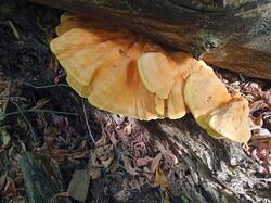 IMG_20250916_124049_050.thumb.jpg.c97783847f087636327951fef4156bba.jpg