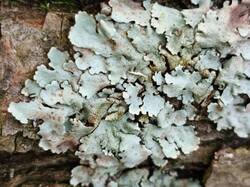 IMG_20250917_082527_569.thumb.jpg.358b3bd966c0c0ae1562be710ab10337.jpg