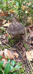 IMG_20250917_094753_556.thumb.jpg.b6a13dd5599f2708dfcc876e7d9f0864.jpg