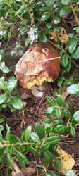 IMG_20250917_100553_233.thumb.jpg.9116f719c3e5490d97028ba1a307c78f.jpg