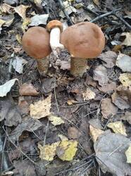 IMG_20250917_102251.thumb.jpg.2d2dfddfe96fd973b0f3347a893a84d7.jpg