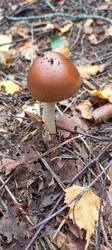 IMG_20250917_102410_356.thumb.jpg.50c49917a9453725e1cde194376ce18a.jpg