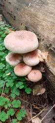 IMG_20250917_102636_436.thumb.jpg.c888480b26ece0963bec30e1ae7b10af.jpg