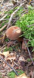 IMG_20250917_103017_085.thumb.jpg.588d0b0f3072a459d110363e4c08923b.jpg