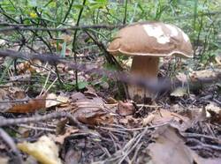 IMG_20250917_104943.thumb.jpg.8096bc0b1c332f2efa83b22488d7d252.jpg