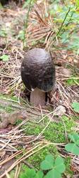 IMG_20250917_105439_403.thumb.jpg.f72131a2b41008fdb5a9f148ada68822.jpg